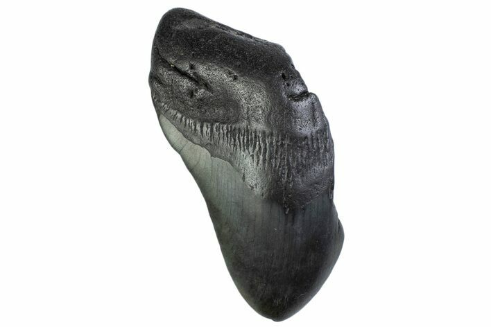 Partial, Fossil Megalodon Tooth - South Carolina #374956